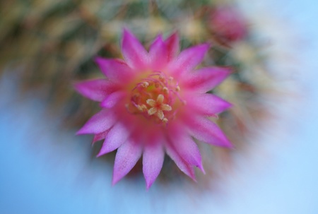 Cactus flower : Mammillaria zeilmannianaの素材