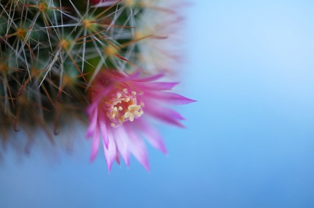 Cactus flower : Mammillaria zeilmannianaの素材