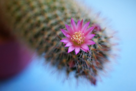 Cactus flower : Mammillaria zeilmannianaの素材