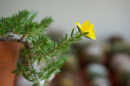 Succulent flower : Portulaca coralinaの素材