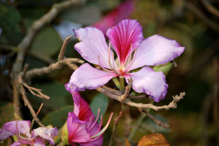 Beautiful flower in a treeの写真素材