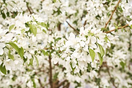 White cherry blossom flowers blooming on a tree branch on a spring dayの写真素材