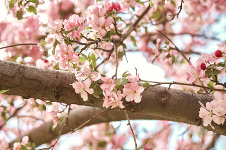 Closeup of colorful, pink cherry blossoms flowers at Spring, growing on branches of tree