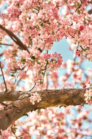 Closeup of colorful, pink cherry blossoms flowers at Spring, growing on branches of tree