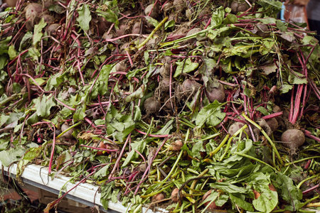 Colorful display of beetroots for sell at a Farmers Market in Boulder, Colorado.