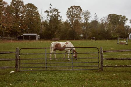 Dorset, Vermont - October 1st, 2019:  Horses on green pasture on a cold, Fall day in the New England town of Dorsetのeditorial素材