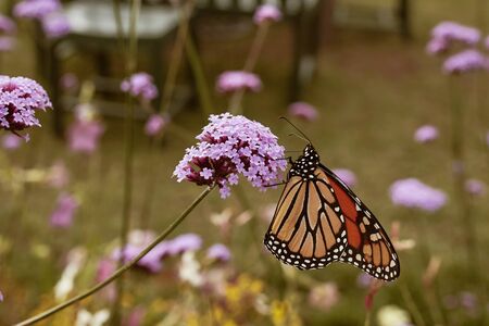Monarch butterfly at Acadia National Park sitting on a purple flower.  (Danaus plexippus)の写真素材