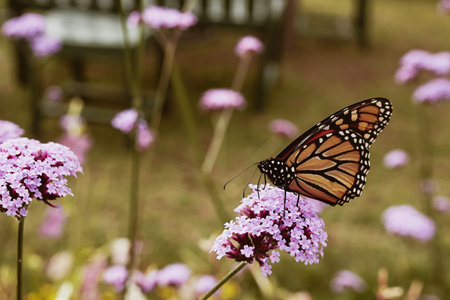 Monarch butterfly at Acadia National Park sitting on a purple flower.  (Danaus plexippus)