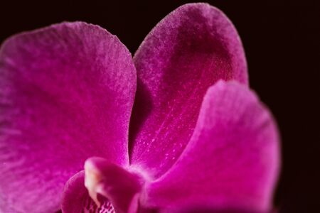 Macro detail of pink orchid flower head.  Orchidaceae.  Phalaenopsisの写真素材