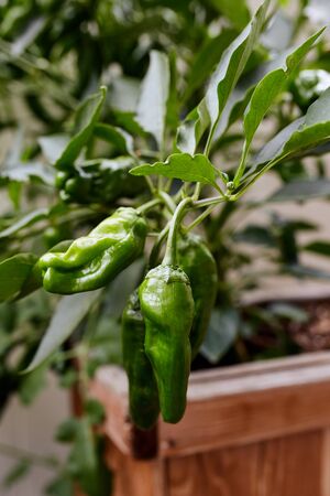 Green Shishito Pepper plants growing in a backyard garden (Capsicum annuum var)の写真素材