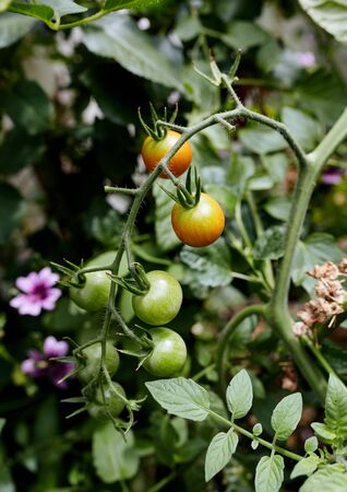 Closeup of cherry tomatoes growing on a vine in a backyard garden (Solanum lycopersicum var. cerasiforme)の写真素材