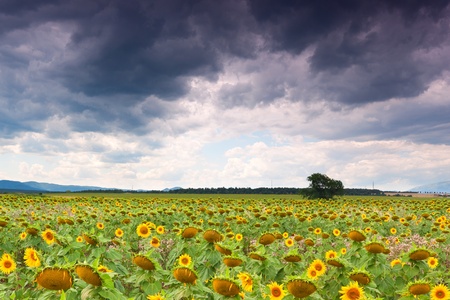sunflower fieldの写真素材