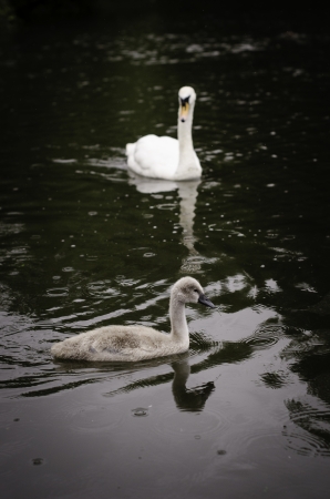 Cygnet with swan in background on a lake with rain dropsの写真素材