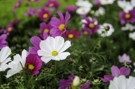 wild purple and white daisies, narrow depth of fieldの写真素材