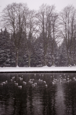 A snowy frozen morning in an English park, with seagulls floating on the pondの写真素材
