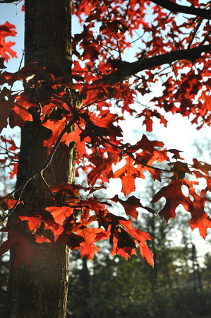 Fall in Washingtonの写真素材