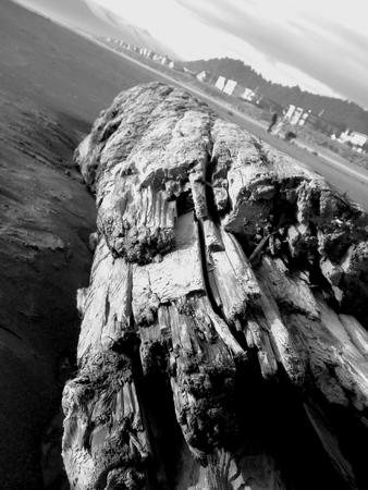 Beach Woodの写真素材