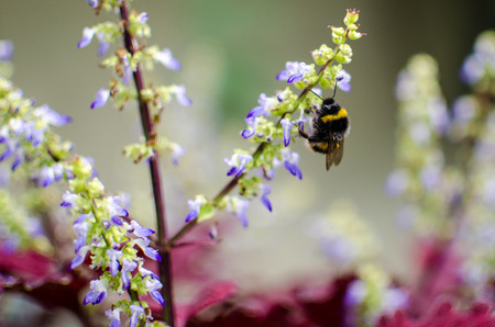A bumble bee collecting pollen from these autumn blue flowers.の写真素材
