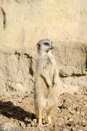 A single short-tailed meerket stands on its hind legs acting on sentry duty in front of an arid rock face. Latin name Suricata suricatta. Meerkats live in dry open grassland. Part of the Mongoose family.の写真素材