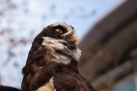 Spectacled Owl Profile Low Angle from Below Horizontalの写真素材
