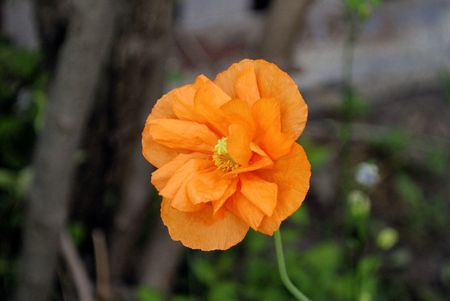 Arctic Poppyの写真素材