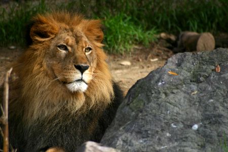 lionの写真素材