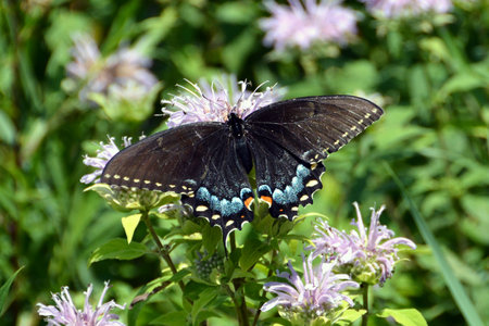 A brilliant Black Swallowtail Butterfly on a bright summer afternoon.の写真素材