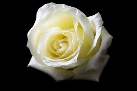 White rose on a black background. Close-up. Studio photography.の写真素材
