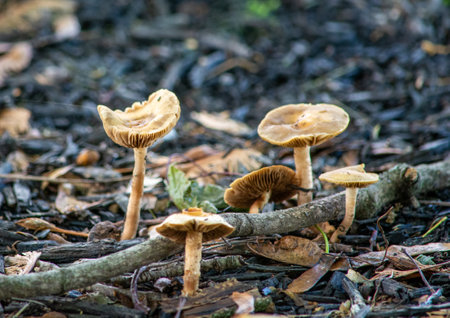 Mushrooms growing in mulch. Autumn season. Selective focus.の写真素材