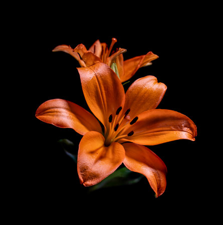 A closeup of a vibrant orange lily on a black background.の写真素材