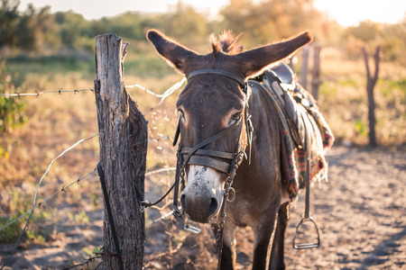 A long suffering donkey stands roped to a fence post in this rural part of Botswanaの写真素材