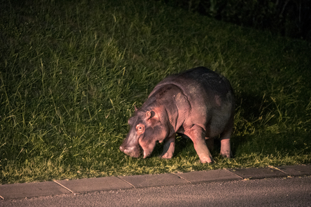 A hippo grazing on grass by a road in the town of St Lucia, South Africaの写真素材