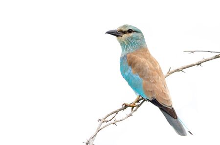 A full body view of a European roller (Coracias garrulus) perched on a twig against a white background. Kruger National Park, South Africaの写真素材