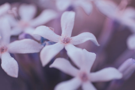 Wild verbena, or Pentanisia Prunelloides, indigenous to Africaの写真素材