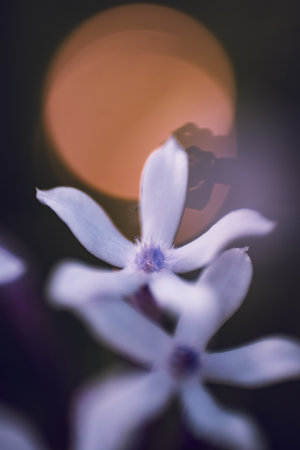 Wild verbena, or Pentanisia Prunelloides, indigenous to Africaの写真素材