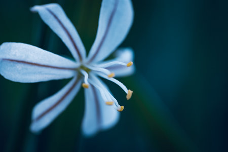 A white wildflower called Wildeknoflok, or Trachyandra saltiiの写真素材