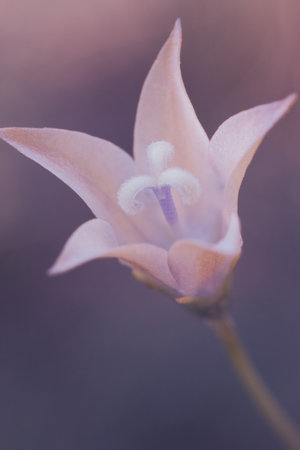 Closeup of an African Bluebell, Wahlenbergia Undulataの写真素材