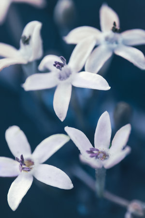 Wild verbena, or Pentanisia Prunelloides, indigenous to Africaの写真素材