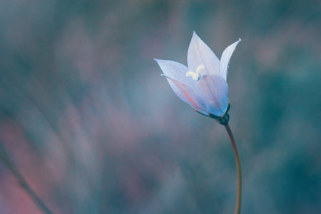 Closeup of an African Bluebell, Wahlenbergia Undulataの写真素材