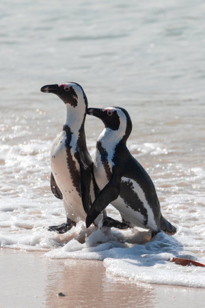 Two African penguins, Spheniscus Demersus, at Boulders Beach in South Africaの写真素材