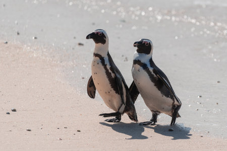 Two African penguins, Spheniscus Demersus, at Boulders Beach in South Africaの写真素材