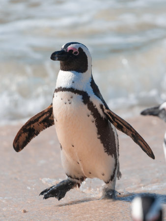 An African penguin, Spheniscus Demersus, at Boulders Beach in South Africaの写真素材