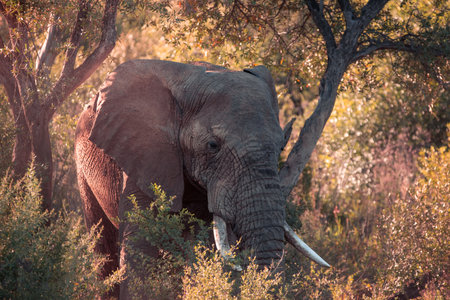 An African Bush Elephant, Loxodonta africana, in the Pilanesberg National Park in South Africaの写真素材