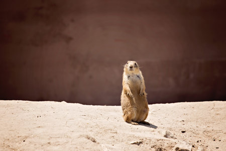 Prairie dog sitting up on brown hill against brown background