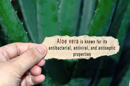 Text Written On Hand Holding Torn Paper With Blurred Aloe Vera Background. Plant benefits conceptの写真素材