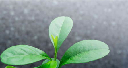 Blurred image of green plant on dark background. Copy spaceの写真素材