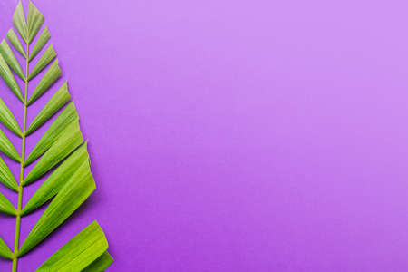 Good Friday, Palm Sunday, Ash Wednesday, Lent Season and Holy Week concept. Palm leaves on purple background.の写真素材