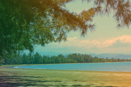 Tree leaves against blue sky at Tanjung Aru Beach, Sabah, Malaysia.の写真素材