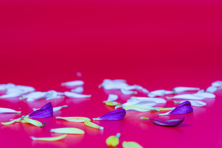 Flower petals on red background. Valentine's and Mother's Day concept. Copy space