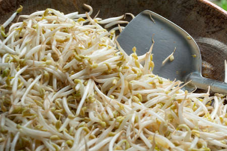Cooked bean sprouts on a steel pan at a restaurant. An Asian vegetables dish.の写真素材
